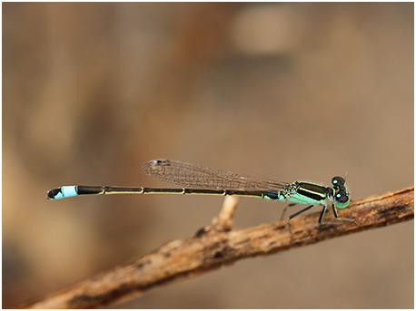 Ischnura senegalensis mâle