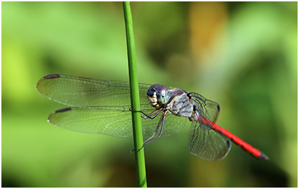 Lathrecista asiatica mâle