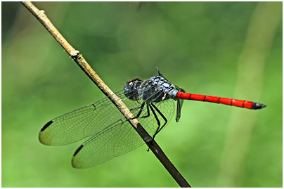 Lathrecista asiatica mâle