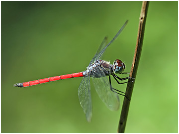 Lathrecista asiatica mâle