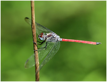 Lathrecista asiatica mâle