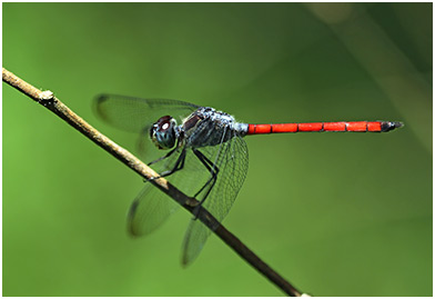 Lathrecista asiatica mâle