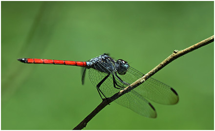 Lathrecista asiatica mâle