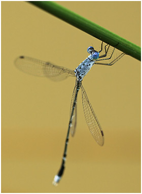 Lestes praemorsus mâle