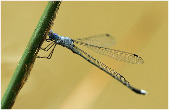 Lestes praemorsus mâle