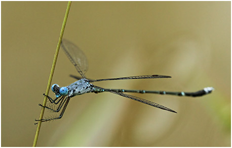 Lestes praemorsus mâle