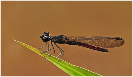 Libellago hyalina mâle