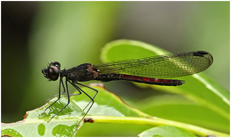 Libellago hyalina mâle