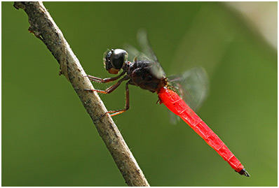 Lyriothemis biappendiculata mâle