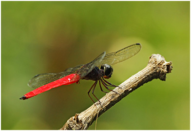 Lyriothemis biappendiculata mâle