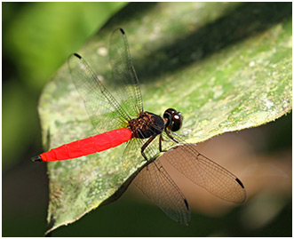 Lyriothemis biappendiculata mâle