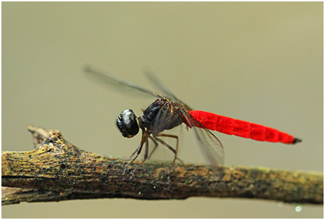 Lyriothemis biappendiculata mâle