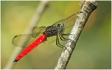 Lyriothemis biappendiculata mâle