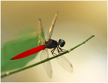 Lyriothemis biappendiculata mâle