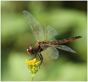 Macrodiplax cora femelle