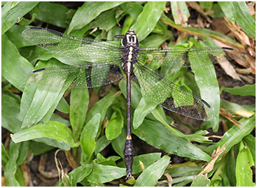 Macrogomphus parallelogramma mâle