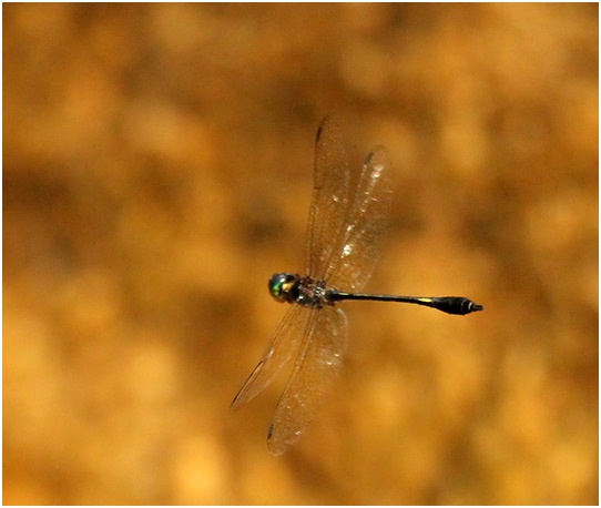 Macromidia genialis mâle