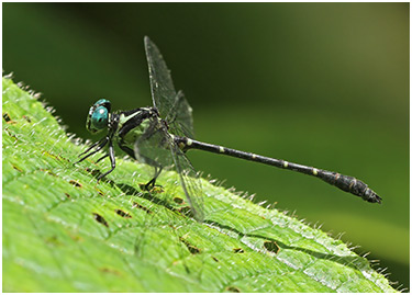 Microgomphus chelifer mâle