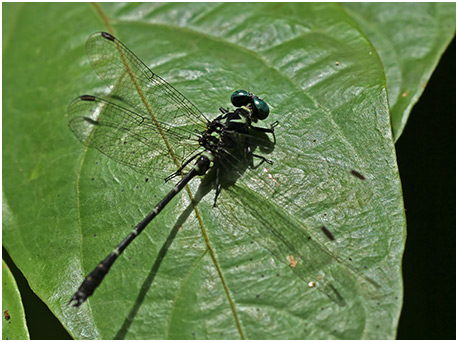 Microgomphus chelifer mâle