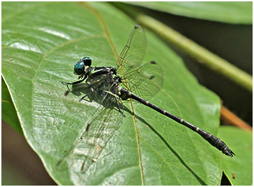 Microgomphus chelifer mâle