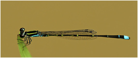 Mortonagrion aborense mâle