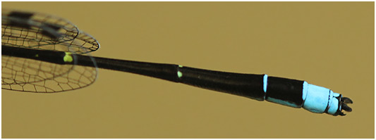 Mortonagrion aborense mâle