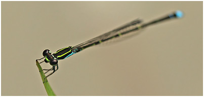 Mortonagrion aborense mâle