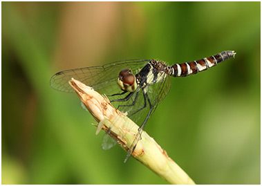 Nannophya pygmaea femelle