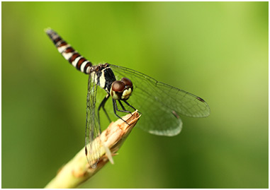 Nannophya pygmaea femelle