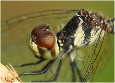 Nannophya pygmaea femelle