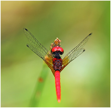 Nannophya pygmaea mâle