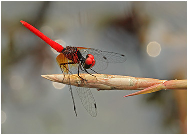 Nannophya pygmaea mâle