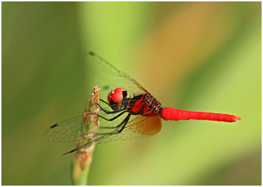 Nannophya pygmaea mâle