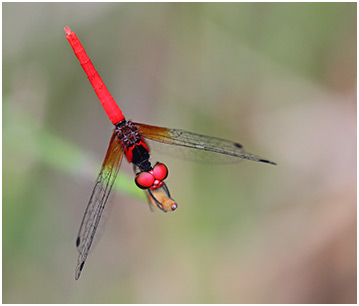 Nannophya pygmaea mâle