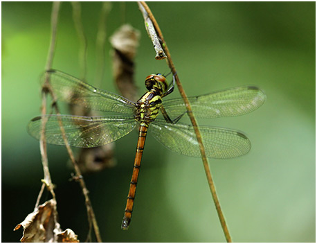 Nesoxenia lineata femelle