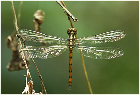 Nesoxenia lineata femelle