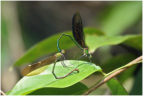 Neurobasis chinensis accouplement