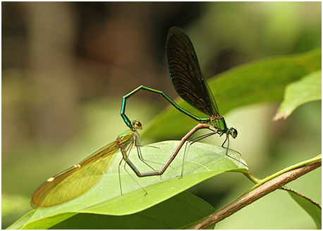 Neurobasis chinensis accouplement