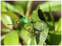 Neurobasis chinensis accouplement