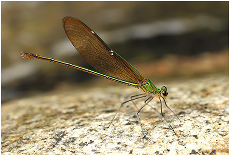 Neurobasis chinensis femelle