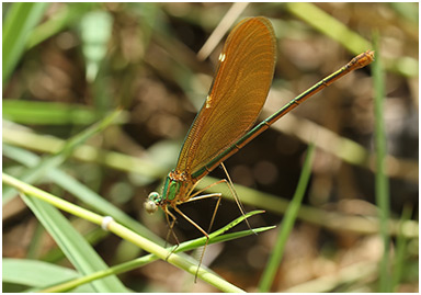 Neurobasis chinensis femelle