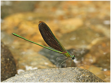 Neurobasis chinensis mâle