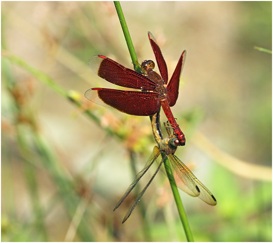 Neurothemis fluctuans accouplement