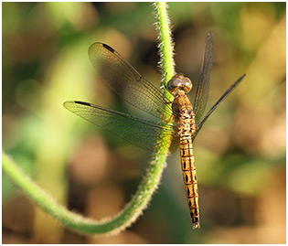 Neurothemis fluctuans femelle