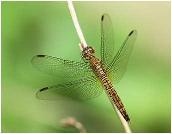 Neurothemis fluctuans femelle