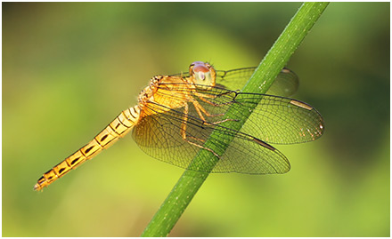 Neurothemis fluctuans femelle