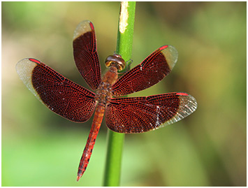 Neurothemis fluctuans mâle