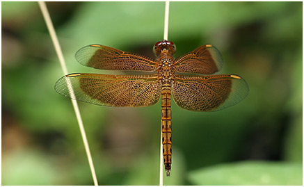 Neurothemis fluctuans mâle