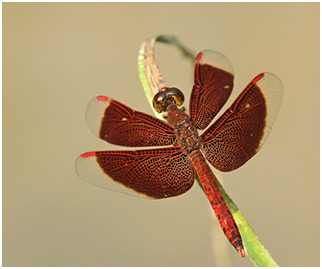 Neurothemis fluctuans mâle