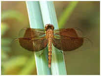 Neurothemis fluctuans mâle